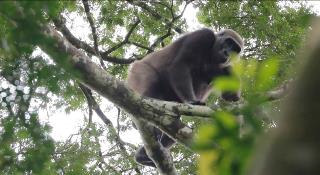 Un voyage au Gabon au cœur de la forêt vierge